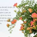 능소화-이병두 작시 김혜선 작곡 Sop. 김순영 Accompanist 김윤경 이미지