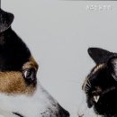 퀸즈동물병원 이미지