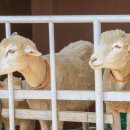 큰고개목장 이미지