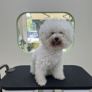 아워퍼피 이미지