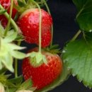 임홍식농장 네이버블로그