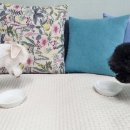 혼자멍냥 이미지