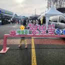 호매실벚꽃음식문화거리 | 2026 제주 벚꽃축제🌸 애월 장전리 왕벚꽃 축제 정보 안내