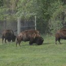 베어스톤 이미지