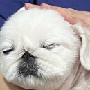 리버웨이브풀빌라 | [공지] 리버웨이브 풀빌라 • 가평 청평 애견 동반 펜션 가족 여행 후기 .• 🐶