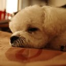 트리밍하임 이미지