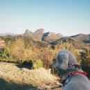 꽃보다강아지 이미지