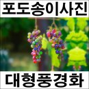 포도송이인테리어
