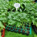 태호네농장 이미지