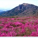 제29회 비슬산 참꽃 문화제 티스토리
