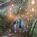 통영장사도펜션 | 거제도 여행 가볼만한 곳 장사도 해상공원 까멜리아