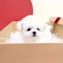 펫라이프 | 요미펫 안산점 : 댕댕이 가족, 웃음꽃 활짝 피우는 강아지분양 후기!