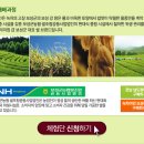 보성녹차미인 이미지
