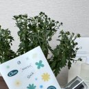 로히커피 | 로히 얼룩제거제 사용후기/공병증정이라 좋아요