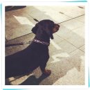 닥터훈트 이미지