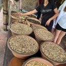 사랑농장 | 발리 우붓 가볼만한곳,힐링코스 <Satria Luwak Coffee>사트리아 루왁커피농장 방문 솔직 후기