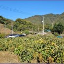 강림면303 이미지