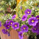 밀레니엄슈퍼 이미지