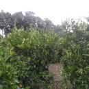 남원읍-83 이미지