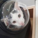 태능동물병원 이미지