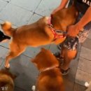 강아지 친구 이미지