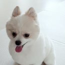 베베네개스트하우스