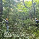 신흥동백나무군락 | 제주자연유산돌봄센터, ‘신흥동백나무군락’ 덩굴식물 제거
