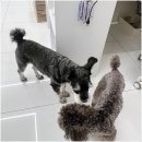 와리가리 | 믿고 맡길 수 있는 칠곡 애견호텔, 와리가리애견호텔 후기 💖