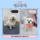 그루밍샵 | 설그루밍, 대구 달서구 애견미용 추천, 내돈내산 후기