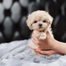 퍼피로운 이미지