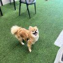 하이바이 분양소 이미지