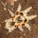 헤어로즈 이미지