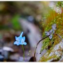 보성야생화 이미지