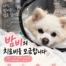 🚨밤비의 치료비를 도와주세요!!🚨 이미지