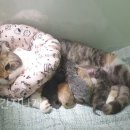 간지나개 이미지