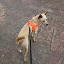 강아지 마을회관 이미지