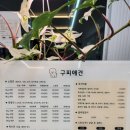 구피애견 이미지