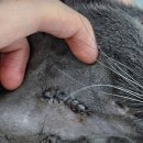 블루축산동물병원 | 쌍문동 동물병원 고양이 당뇨와 귀 용종 수술 후기