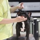 넥서스켄넬 이미지