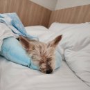 신라왕경숲 A동 화장실 | 신라모노그램 강릉 레지던스 코너 스위트 오션뷰! 반려견 동반 숙박 후기