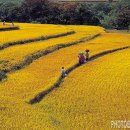 신토불이 네이버블로그