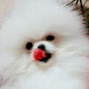 우리집 댕댕이 이미지