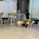 CU 종로공원점 | 서울 종로 아이와갈만한곳 대학로 애견카페 강아지대학로
