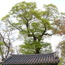 구로-현장-구로-2266 | 세계가 인정한 문화 유산, 백제역사 유적지구 공주 공산성을 가다.