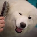 show dog 이미지