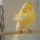 카나리아 이미지