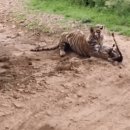 하룻 강아지 이미지