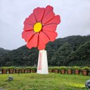 가수 | 강원도 가을 축제 2025 평창 백일홍축제 산책로 입장료 가수 정보 후기