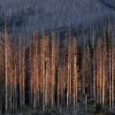 바바리아 이미지