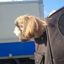 연향동물병원 | [내돈내산] 과잉진료 없고 진료경험 많은 동물병원 "에덴동물병원"